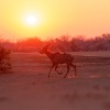 Kudu velky - Tragelaphus strepsiceros - Greater Kudu o3878